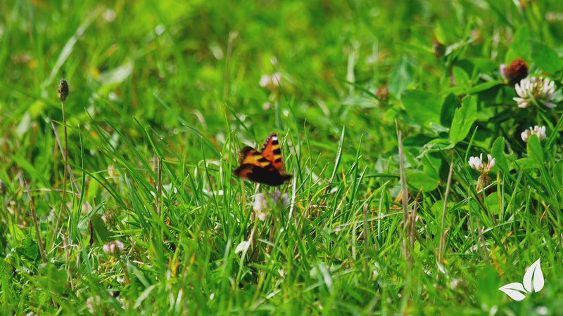 organifer-microclover-lawn