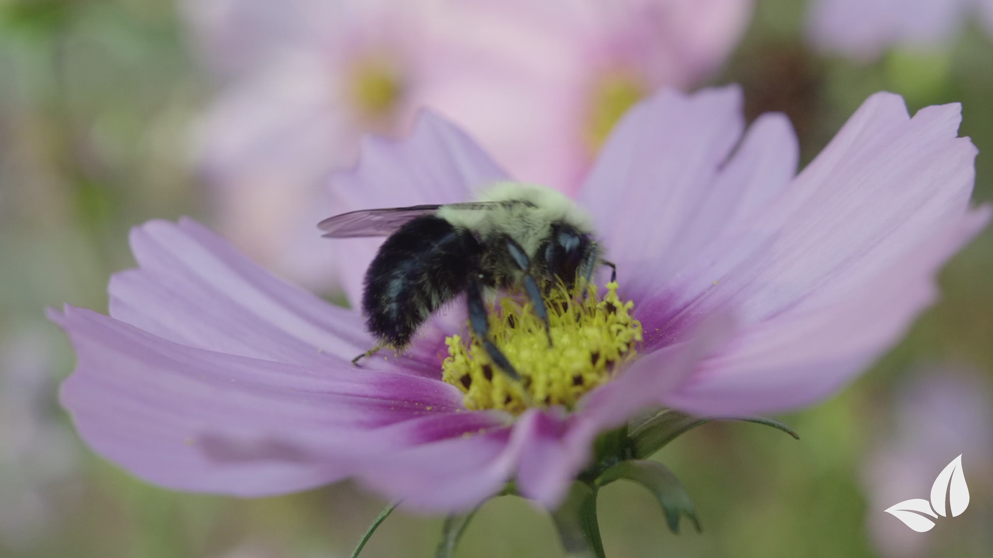 Indlæs video: Flydende gødning til hestehale-palme – 2x1 liter