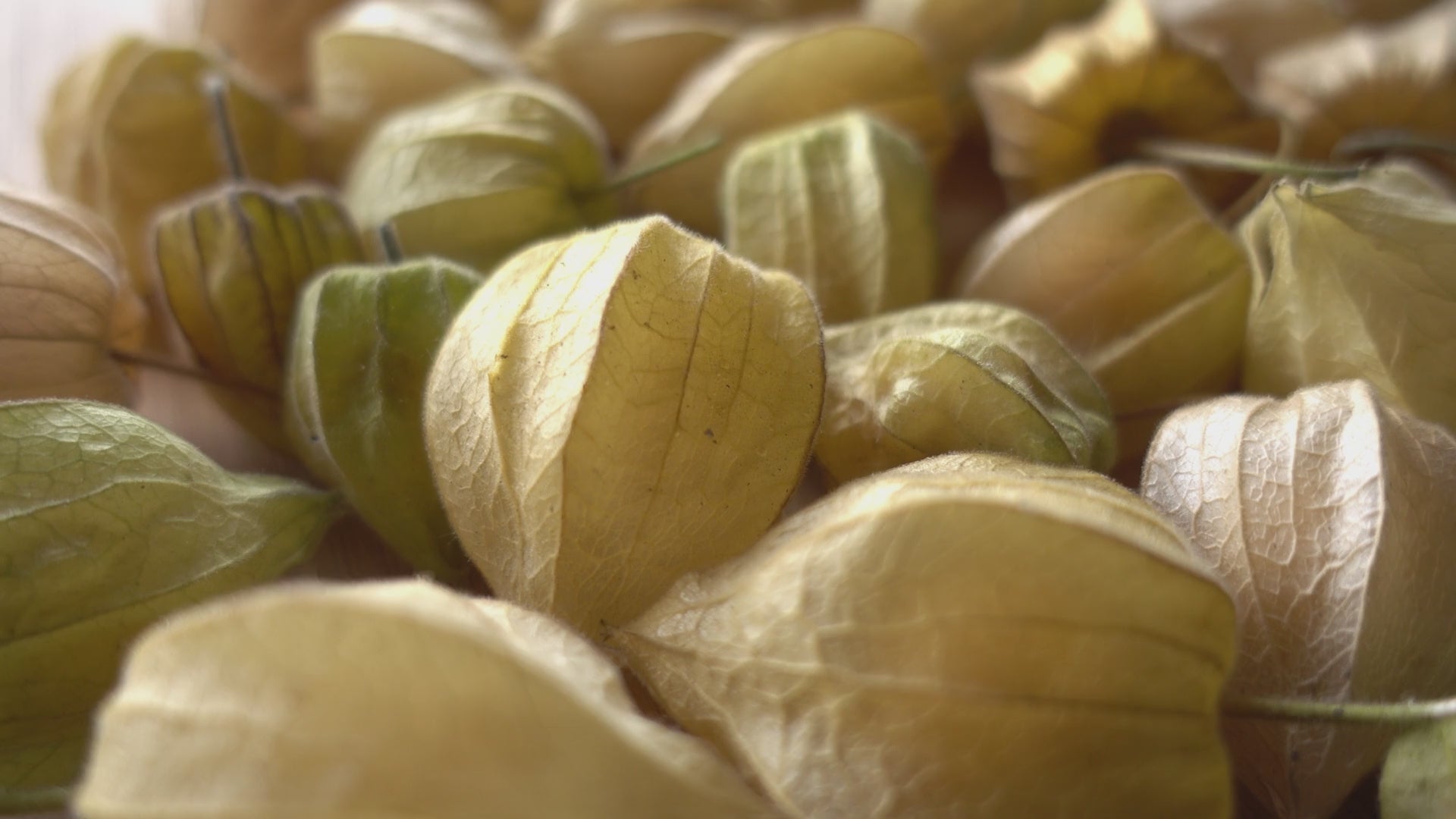 Load video: Physalis Liquid Fertiliser- 10 liters