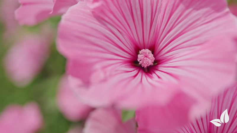 organifer_wildflower_mix_biodiversity 