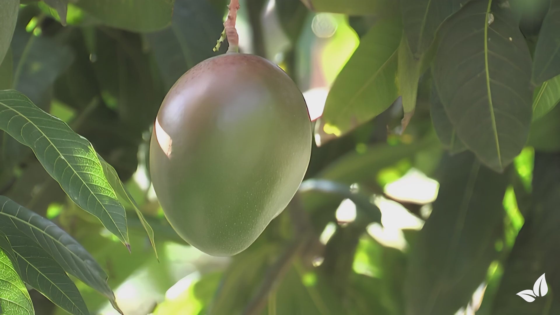 Videó betöltése: Mangó folyékony tápoldat - 1 liter