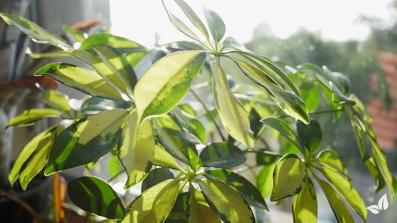 organifer-schefflera-liquid-fertiliser