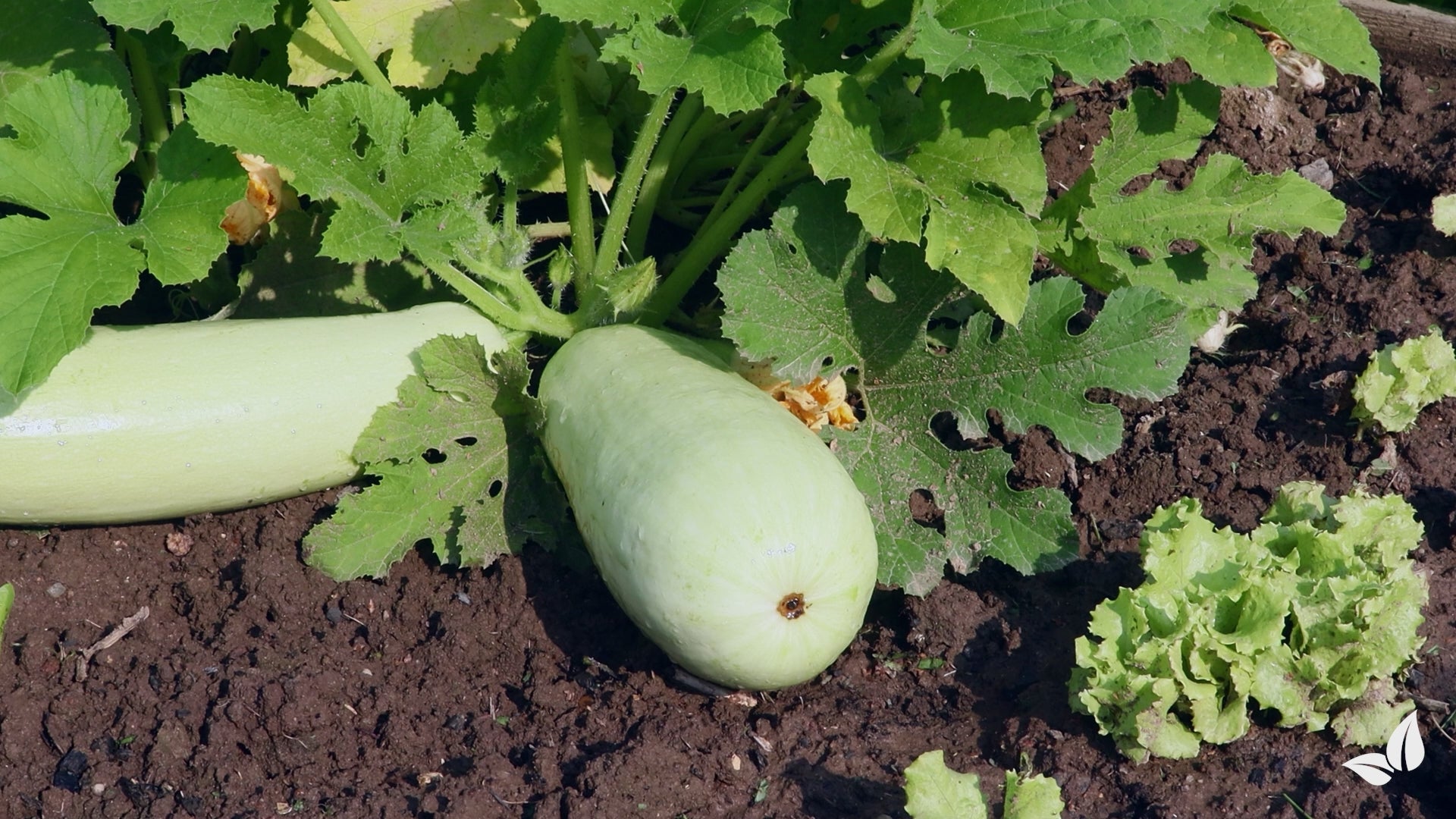 Charger la vidéo : organifer-zucchini-liquid-fertiliser