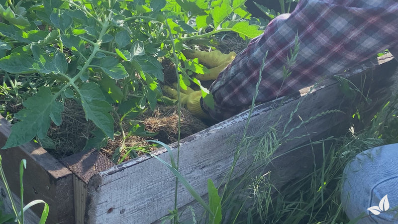 organifer-raised-bed-liquid-fertiliser