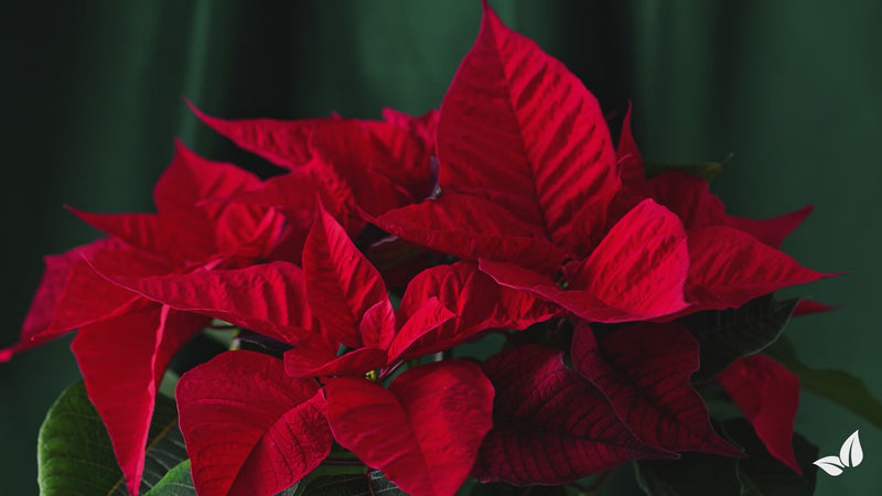 organifer-poinsettia-liquid-fertiliser
