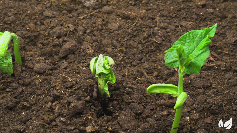 organifer_frassor_plant_resilience_concentrate