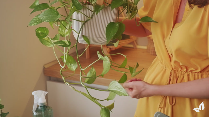organifer-pothos-liquid-fertiliser
