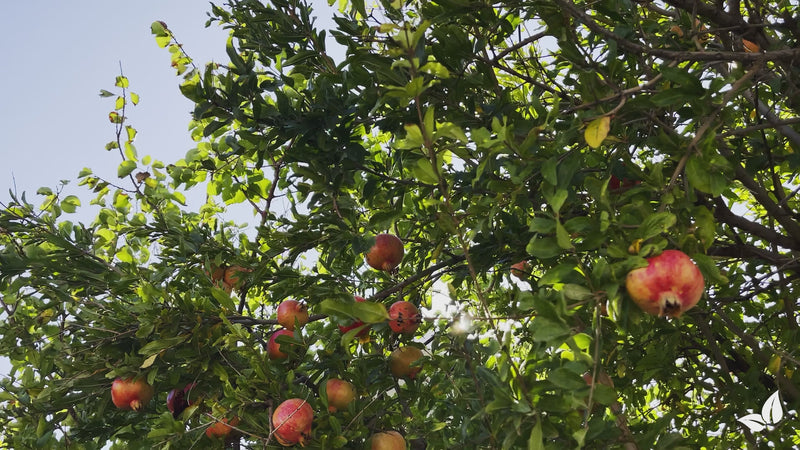 pomegranate_organifer-video