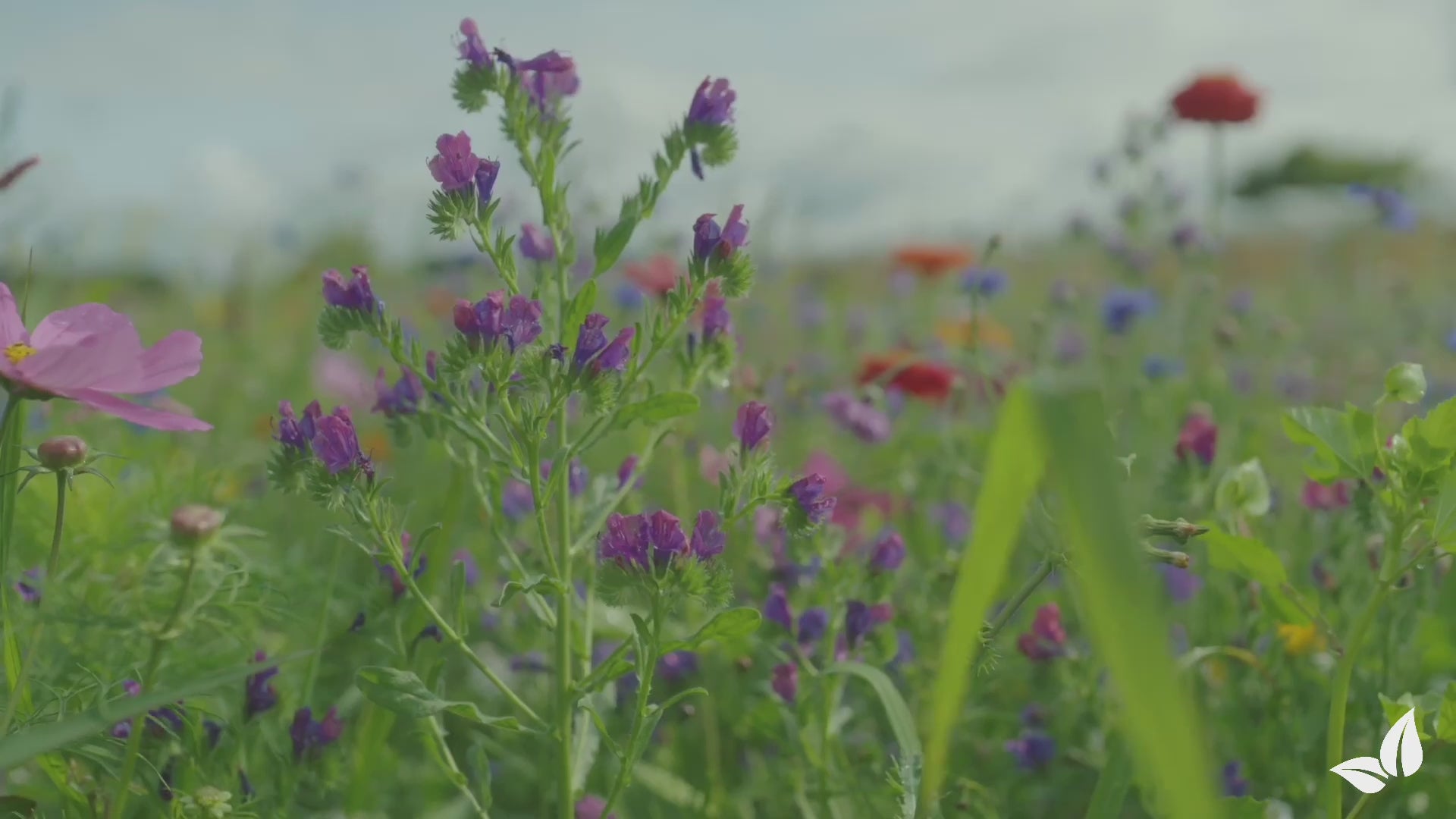 Video laden: Snijbloemenmix - Kleur - 32 variëteiten (2 kg voor 1000 m2)