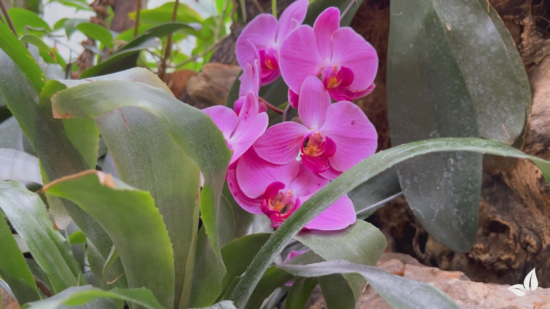 Load video: organifer-phalaenopsis-liquid-fertiliser-