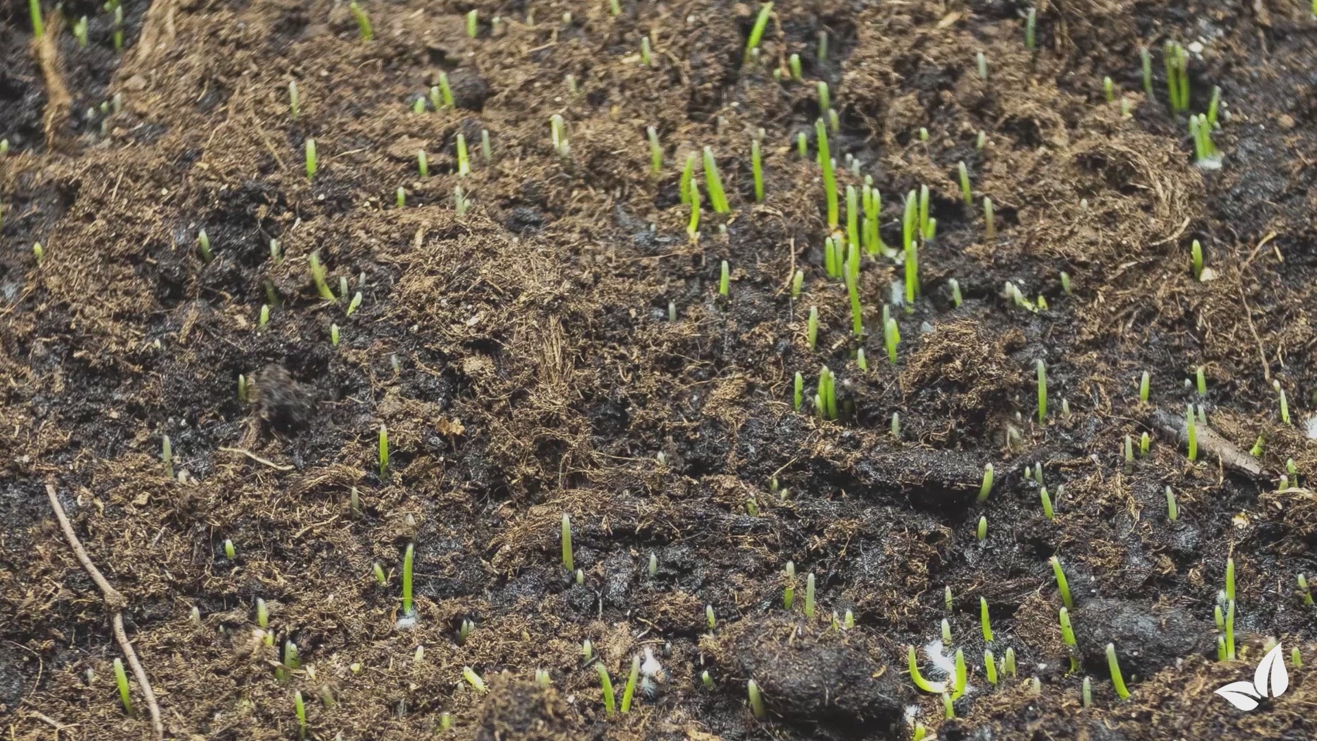 Load video: organifer-drought-resistant-lawn-seed-Arida