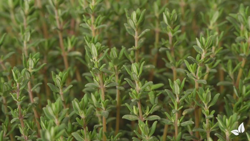 organifer-thyme-liquid-fertiliser