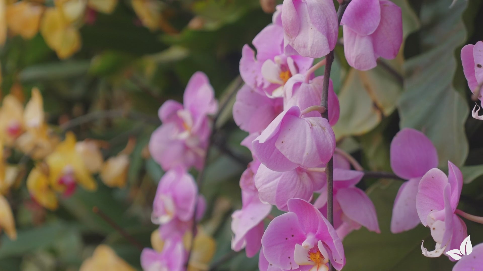 Načítať video: organifer-orchid-liquid-fertiliser