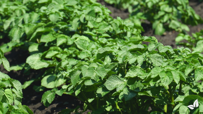 organifer-potato-fertiliser
