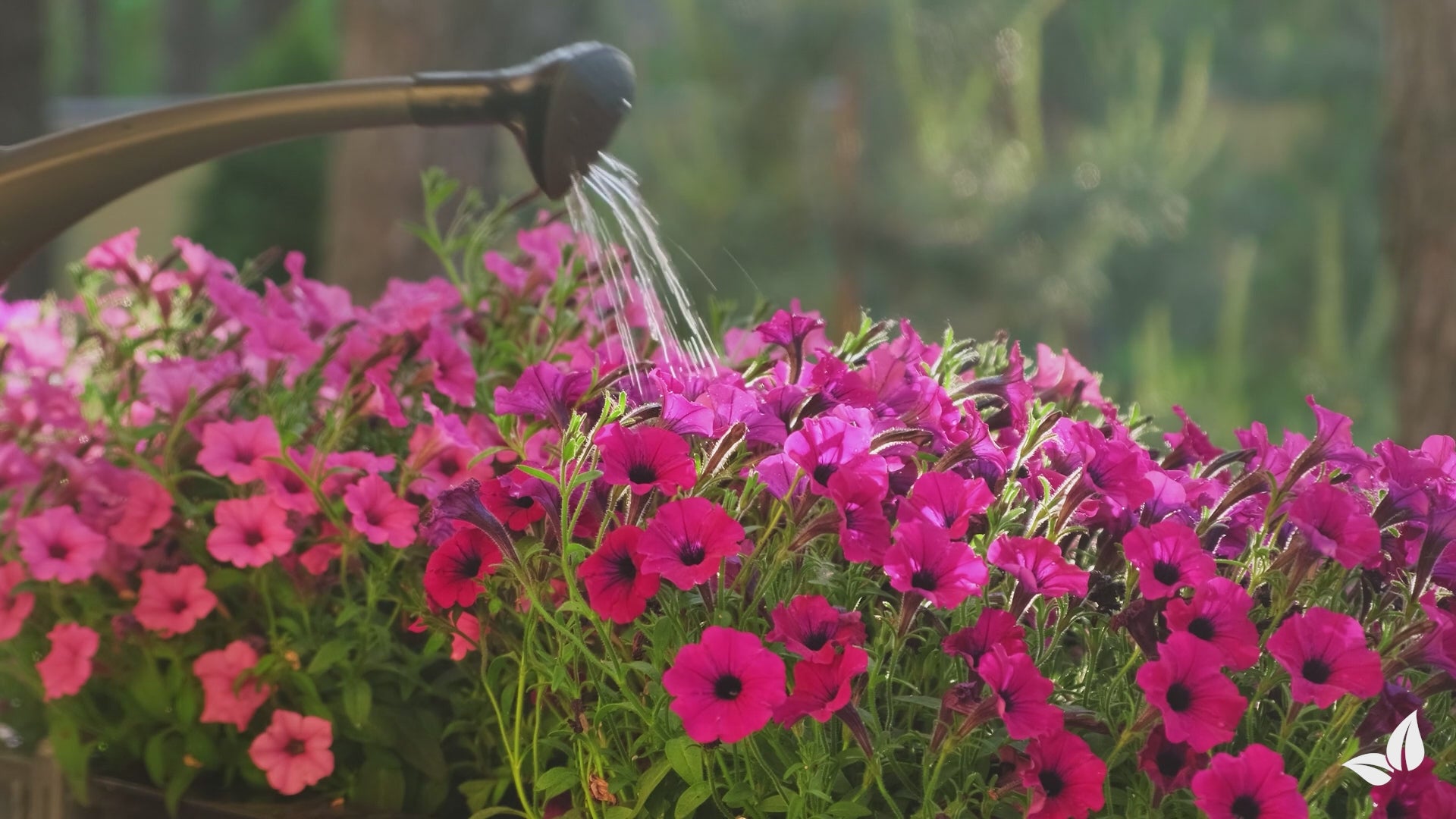 Lataa video: organifer-petunia-liquid-fertiliser