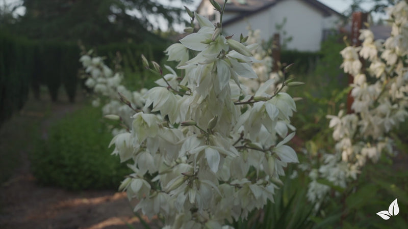 organifer-yucca-liquid-fertiliser