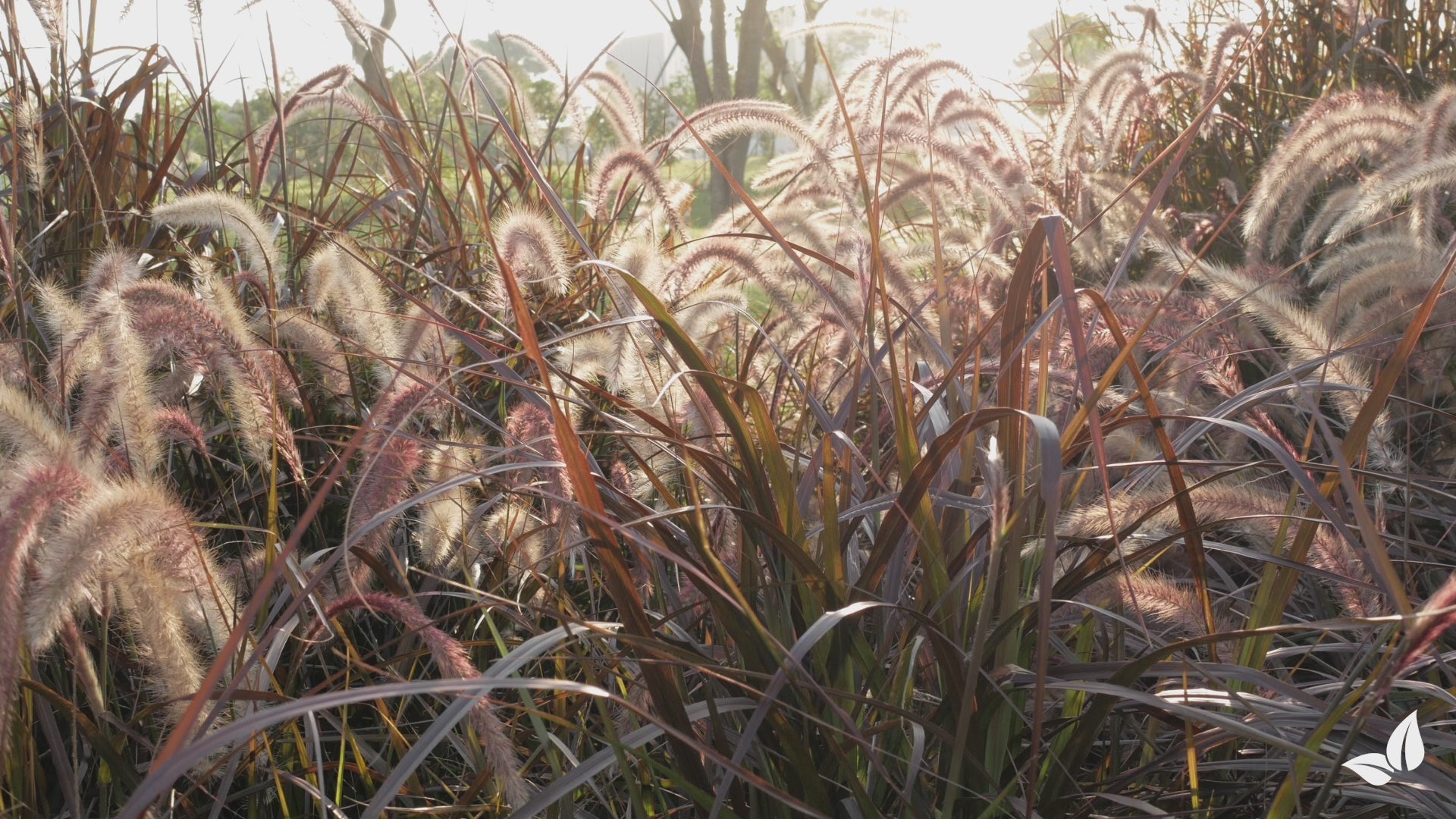 Carica il video: Concime liquido per graminacee ornamentali - 10 litri