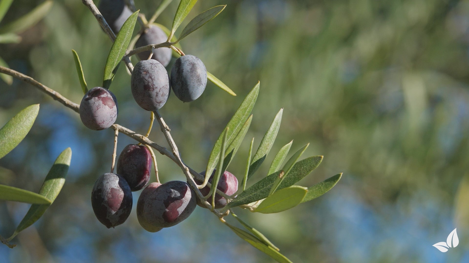 Videó betöltése: organifer-olive-tree-liquid-fertiliser