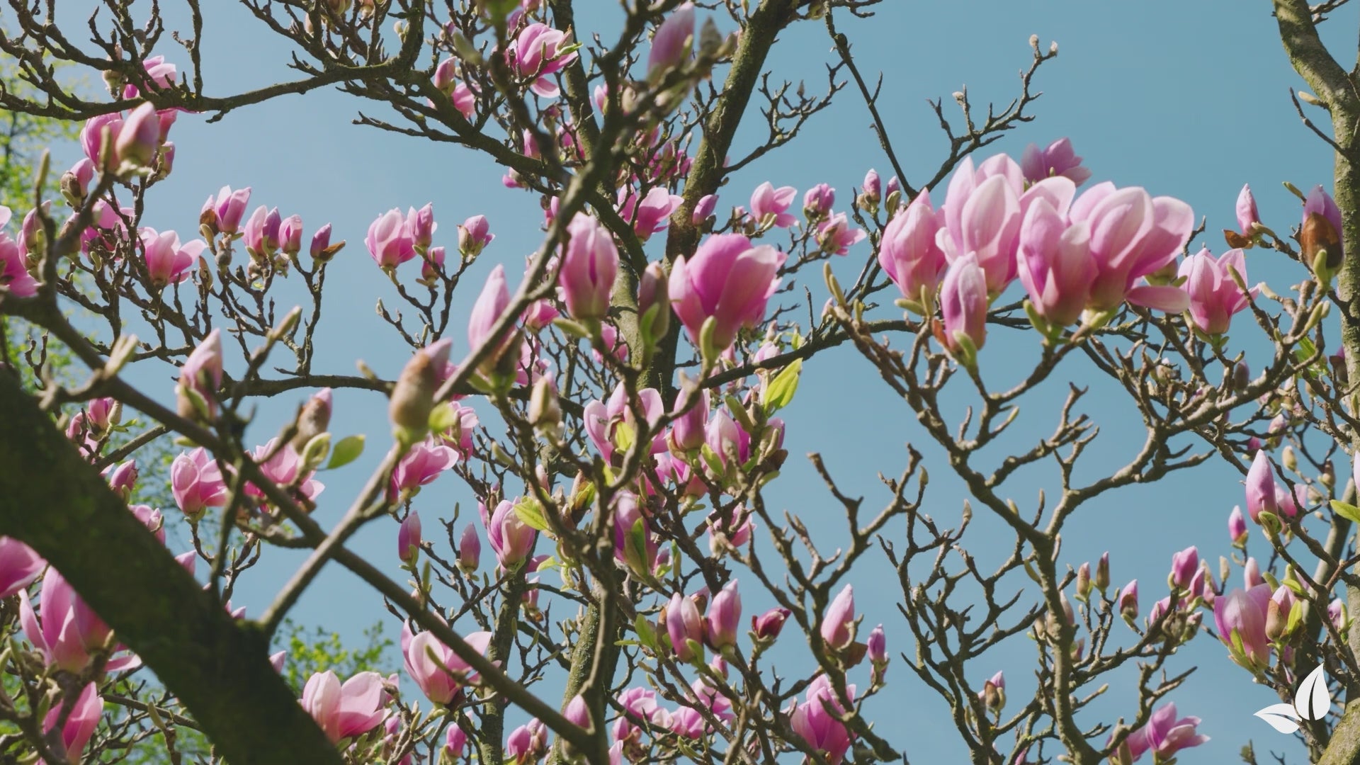 Lataa video: organifer-magnolia-liquid-fertiliser