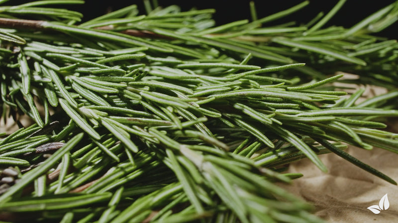 organifer-liquid-fertiliser-rosemary