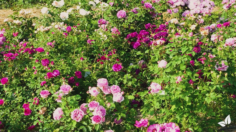 organifer-rose-liquid-fertiliser