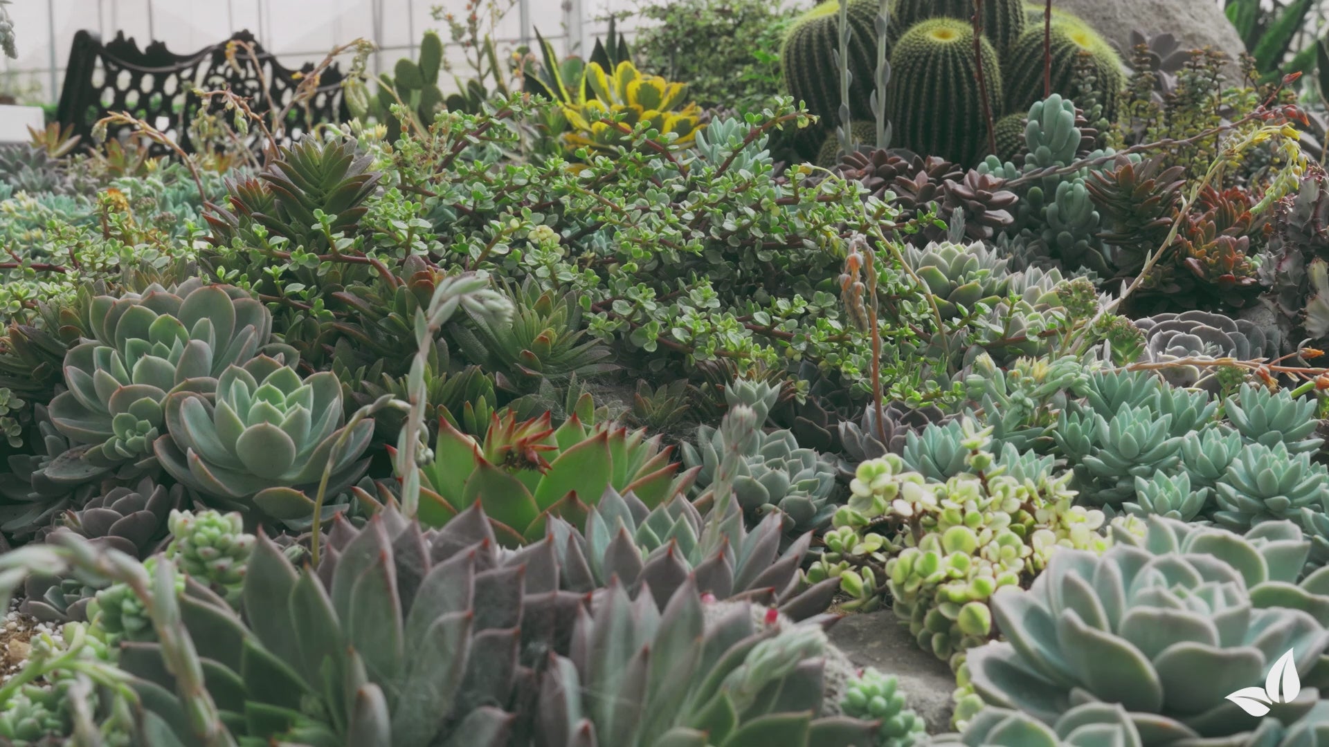 Wczytaj film: organifer-succulenti-liquid-fertiliser