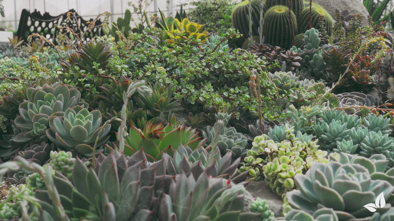organifer-succulenti-liquid-fertiliser
