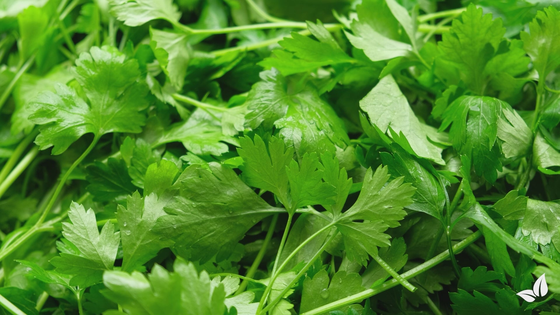 Įkelti vaizdo įrašą: organifer-parsley-liquid-fertiliser