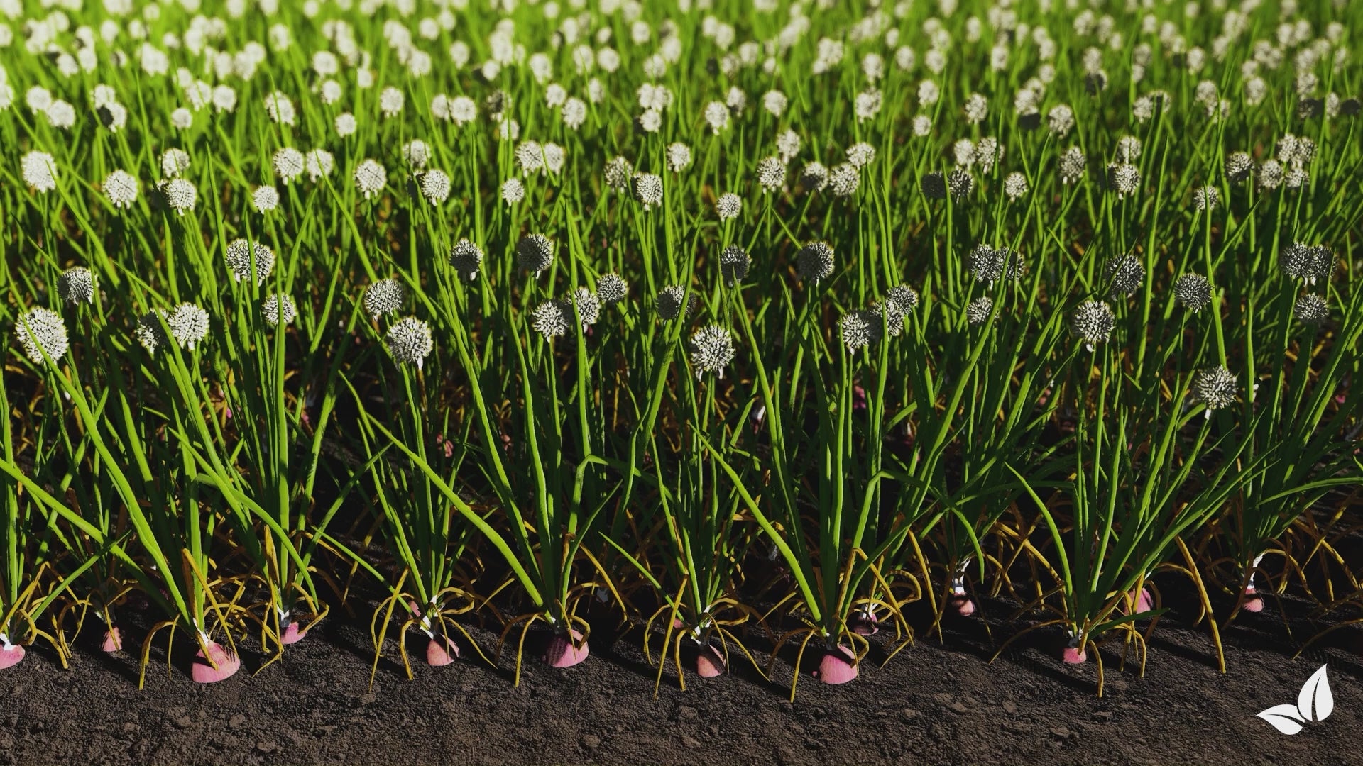 Carregar vídeo: organifer-onion-liquid-fertiliser