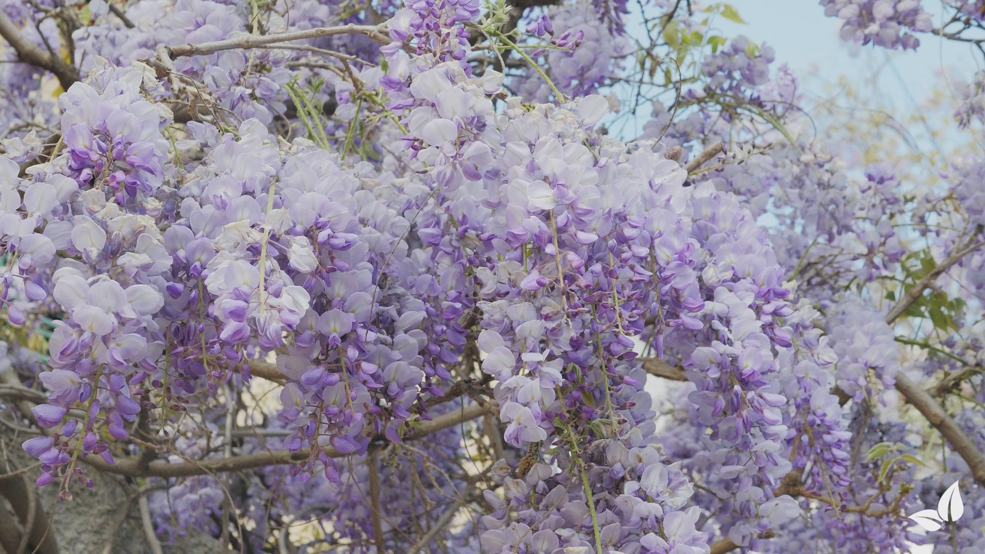 Wczytaj film: organifer-wisteria-liquid-fertiliser-