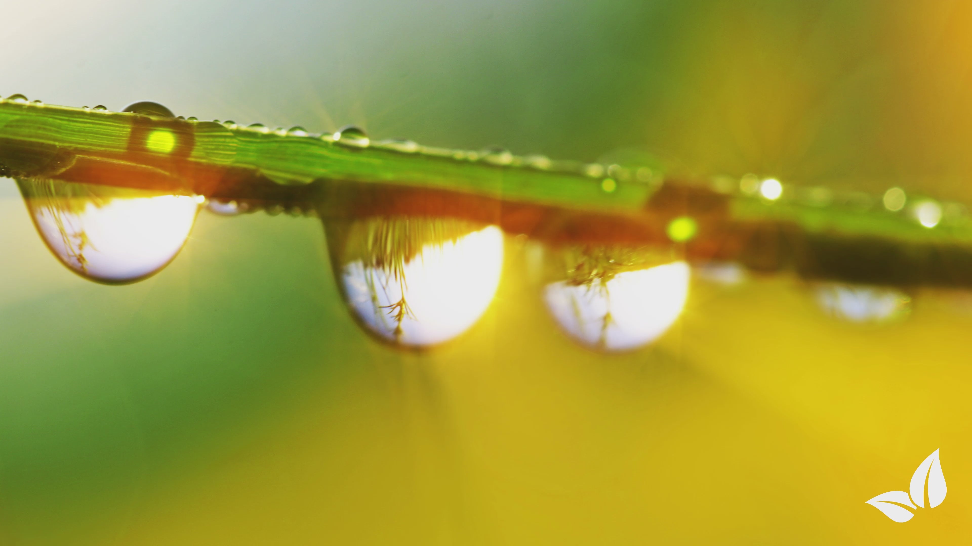 Učitaj videozapis: organifer-sports-and-play-lawn-seed-Resilient