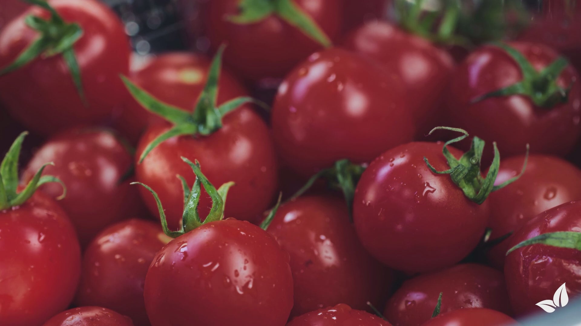 Učitaj videozapis: organifer-tomato_liquid-fertiliser