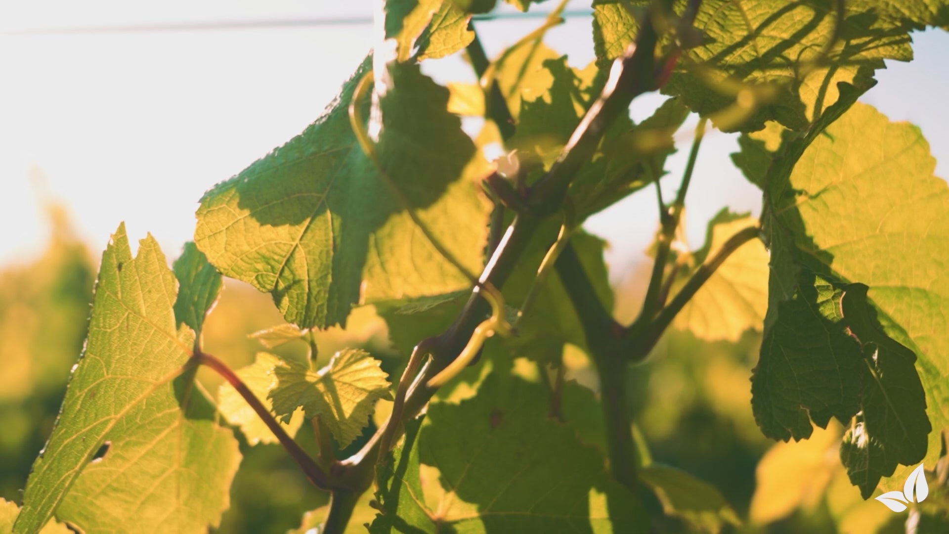 Indlæs video: organifer-vine-and-wild-vine-liquid-fertiliser