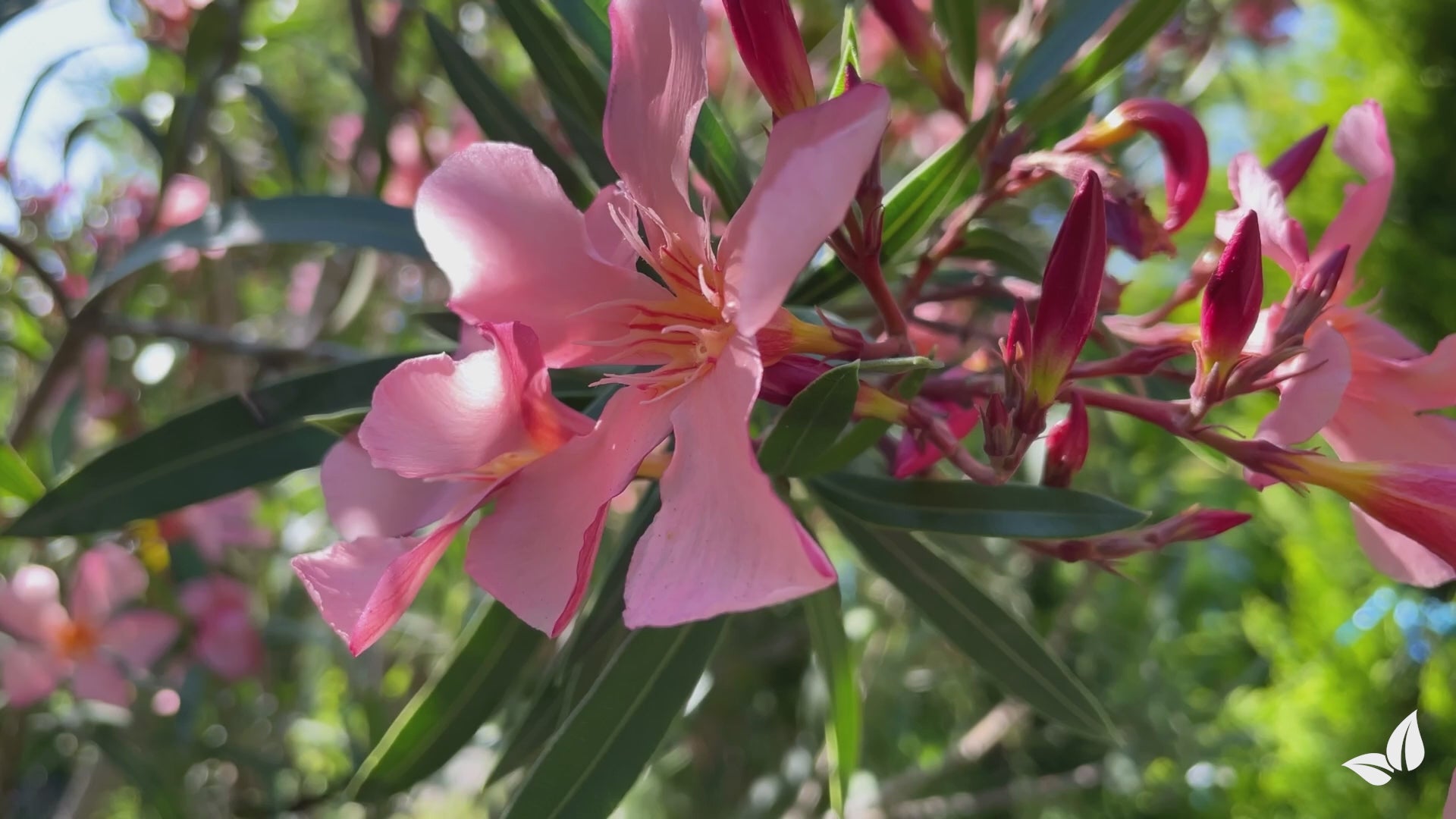Charger la vidéo : Engrais liquide de laurier-rose - 10 litres