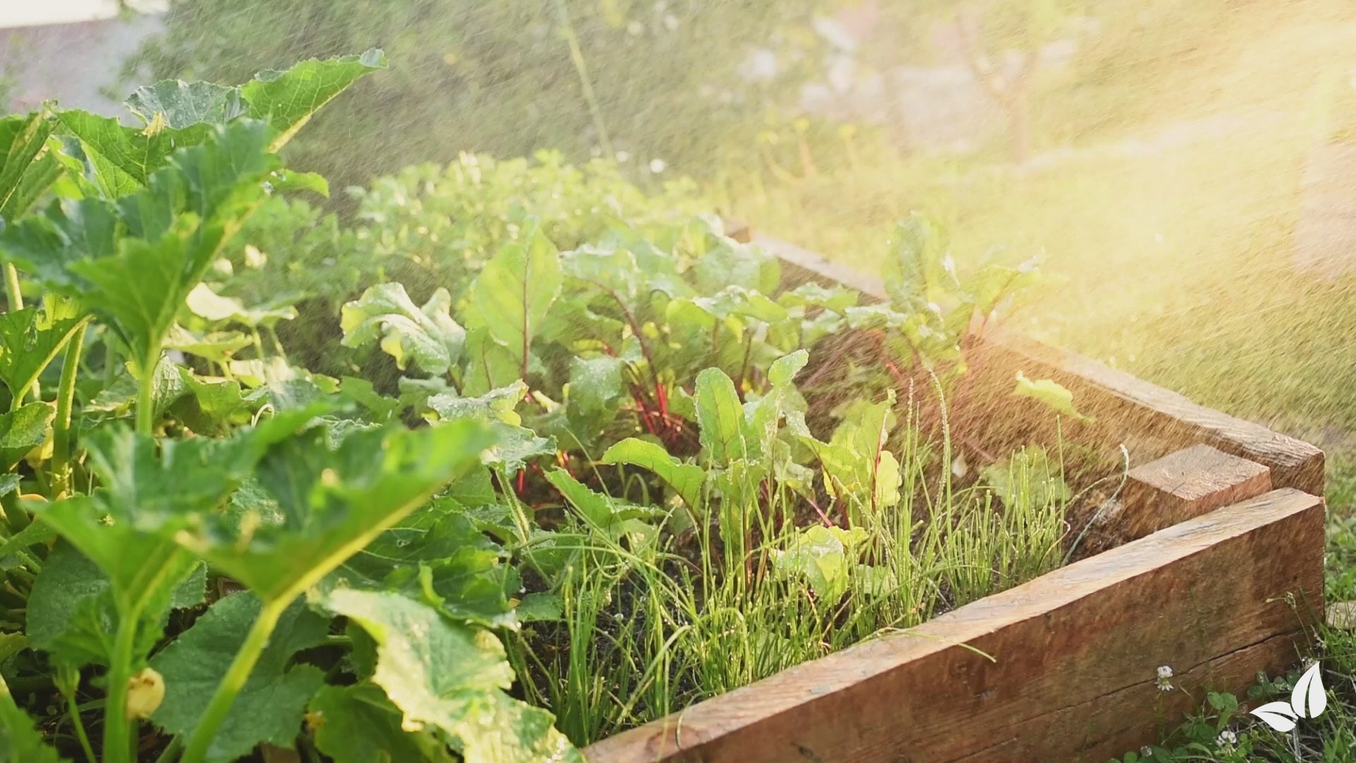 Carregar vídeo: organifer-vegetable-liquid-fertiliser