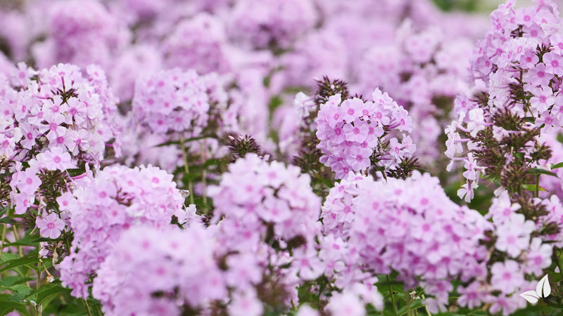 organifer-phlox-liquid-fertiliser