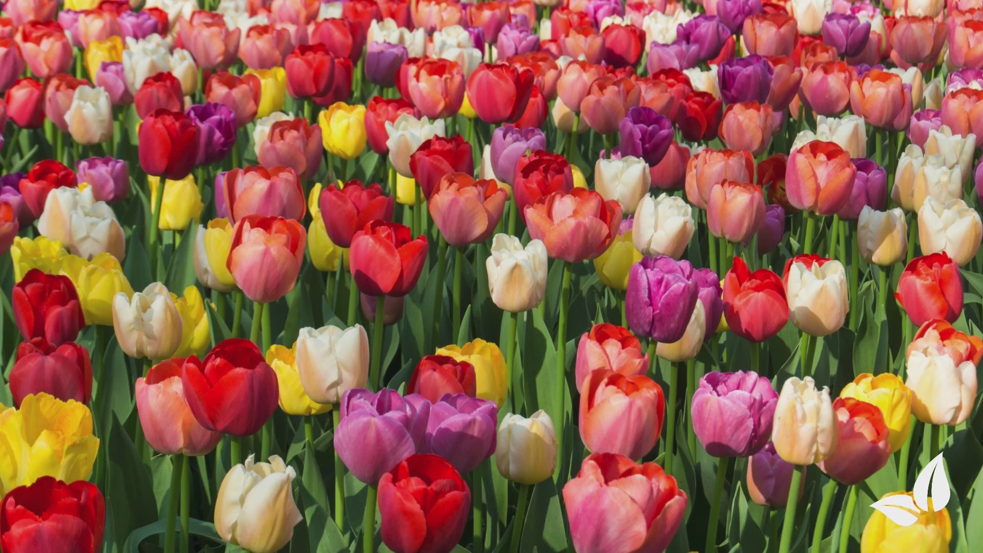 Φόρτωση βίντεο: 250 Tulip Bulbs - 5 Colorful Varieties (XXL Bulb Size 12 cm/+)