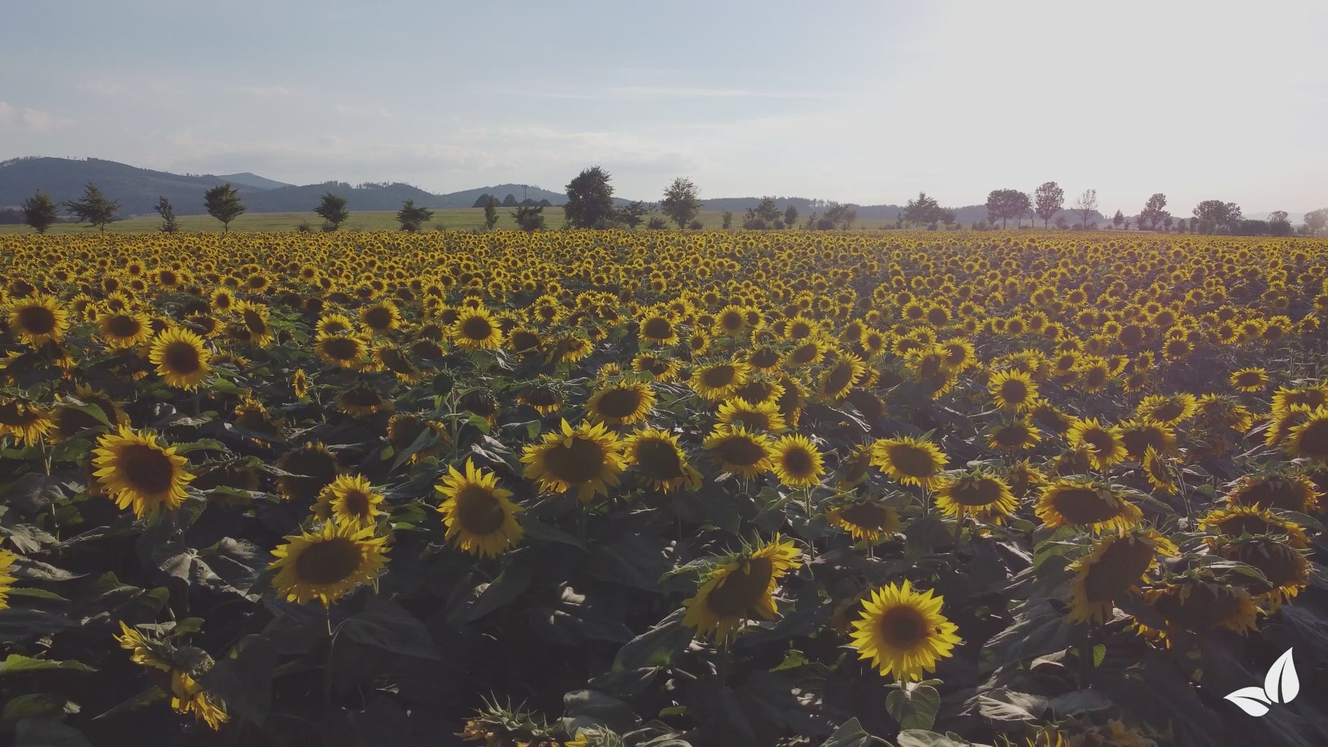 Carregar vídeo: sunflower_before_after_english