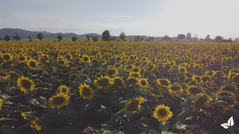 sunflower_before_after_english