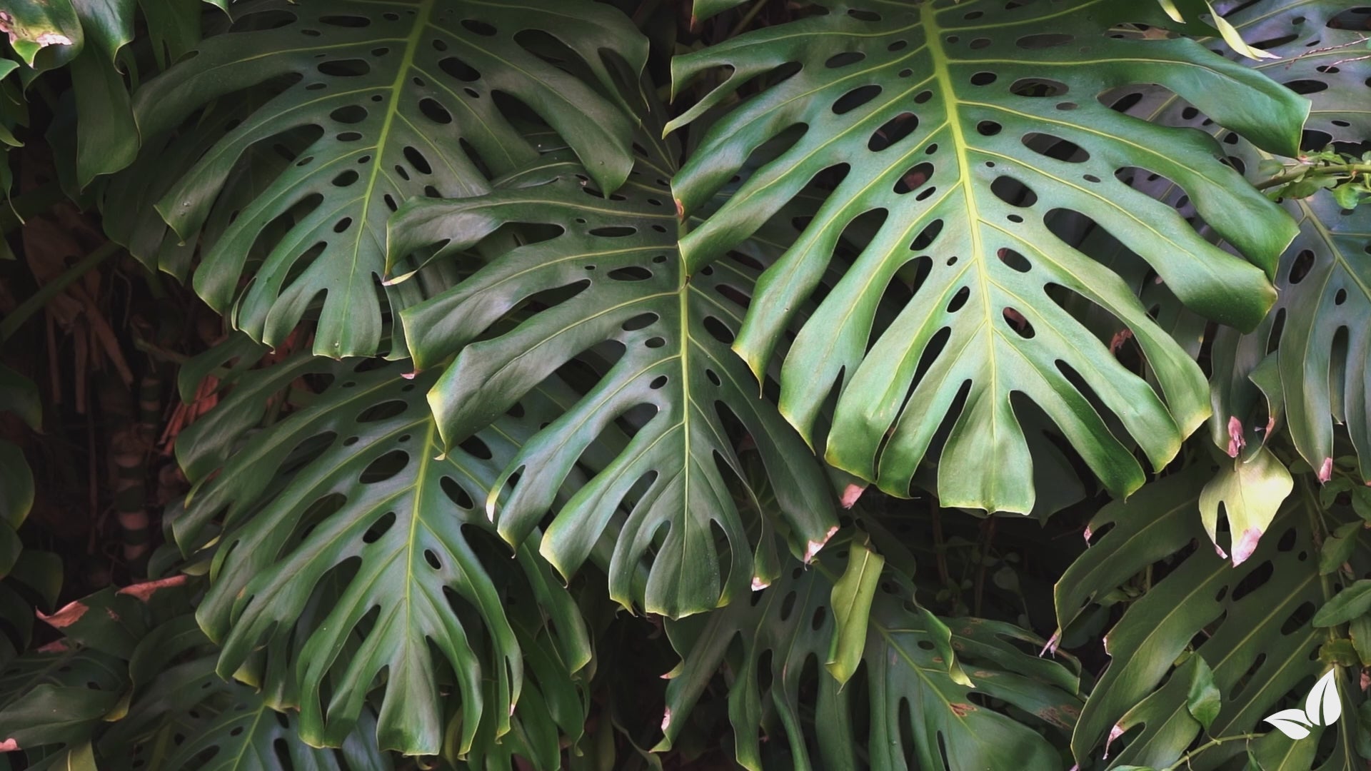 Wczytaj film: Monstera Liquid Fertiliser - 1 liter