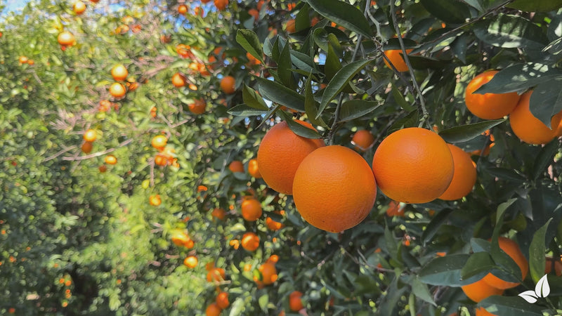 organifer-orange-tree-liquid-fertiliser