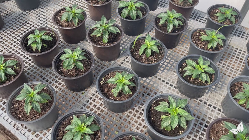 organifer-pepper-liquid-fertiliser