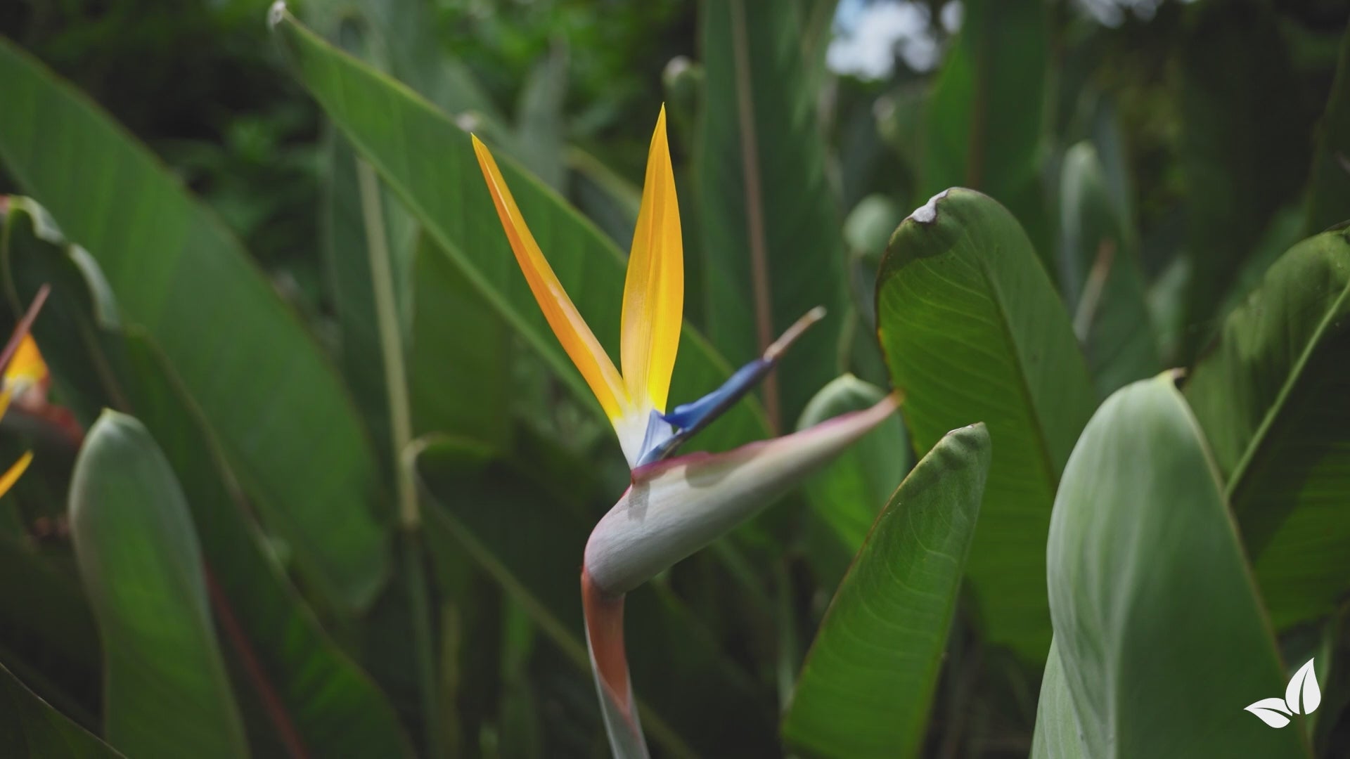 Charger la vidéo : organifer-strelitzia-liquid-fertiliser
