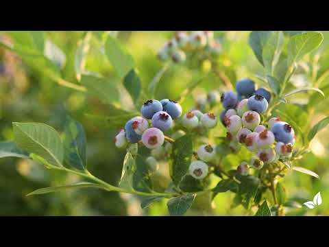 Naloži videoposnetek: 