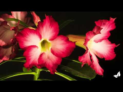 Зареди видео: 