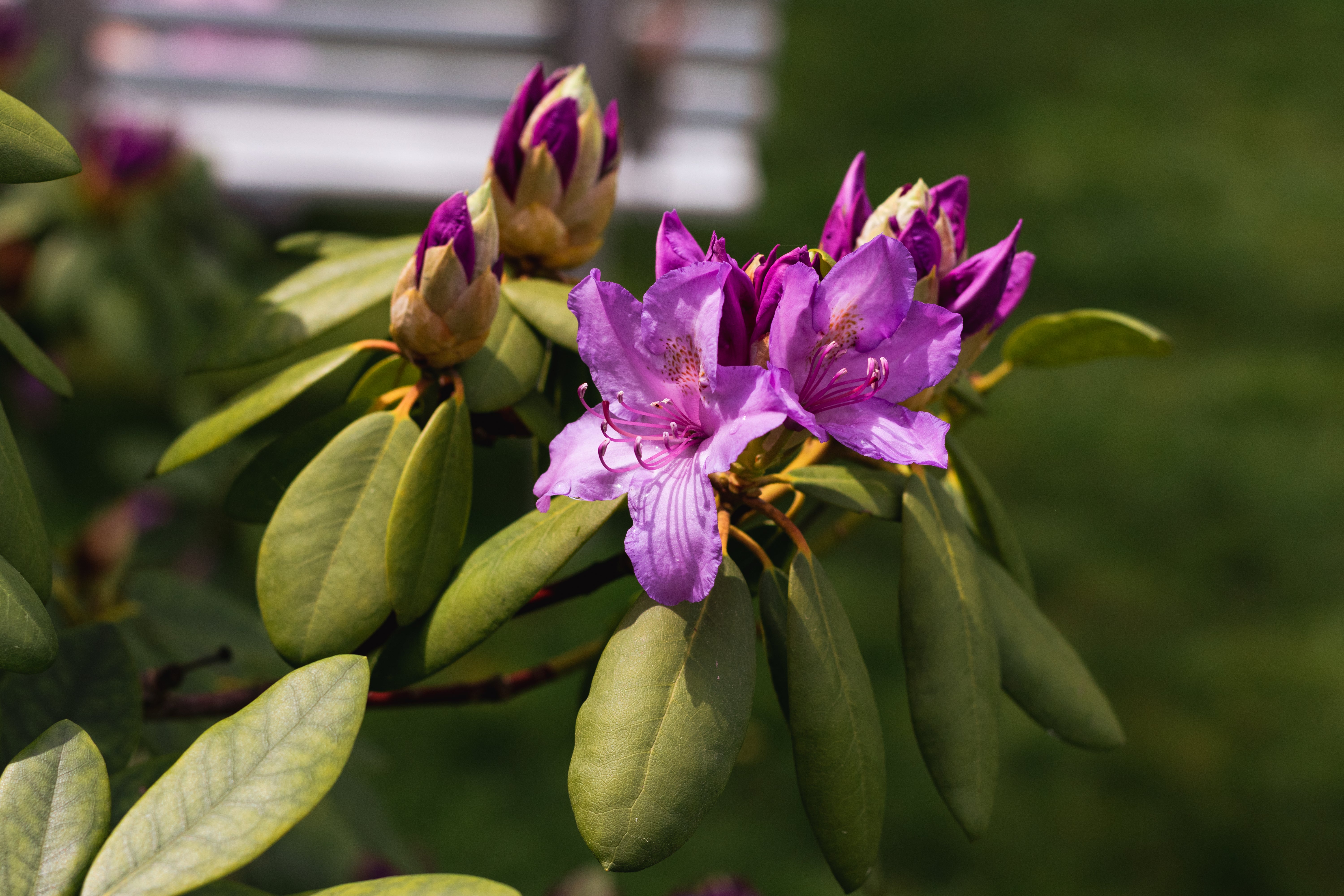 Dual nitrogen release formula