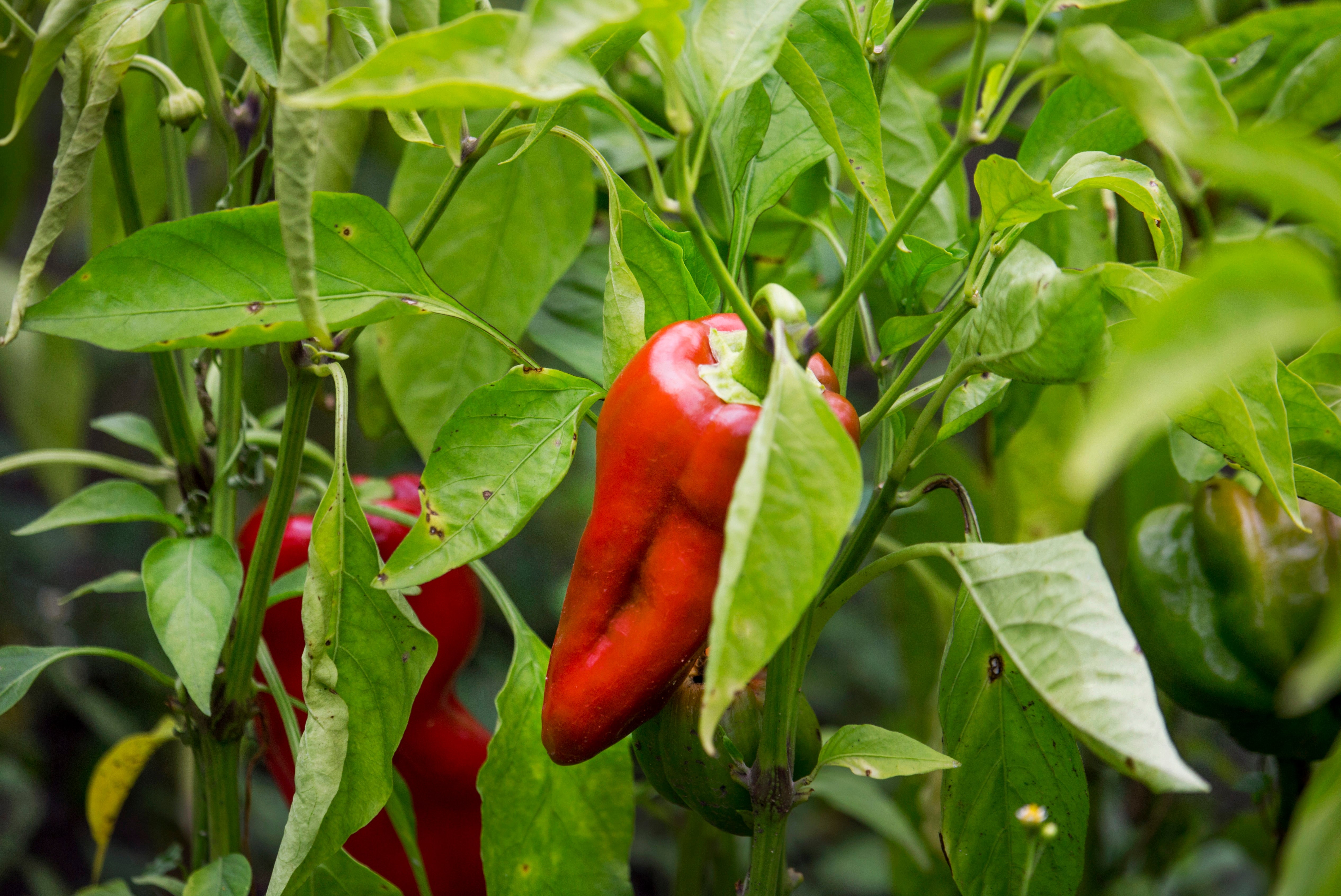 Sweet, Mild & Spicy Varieties