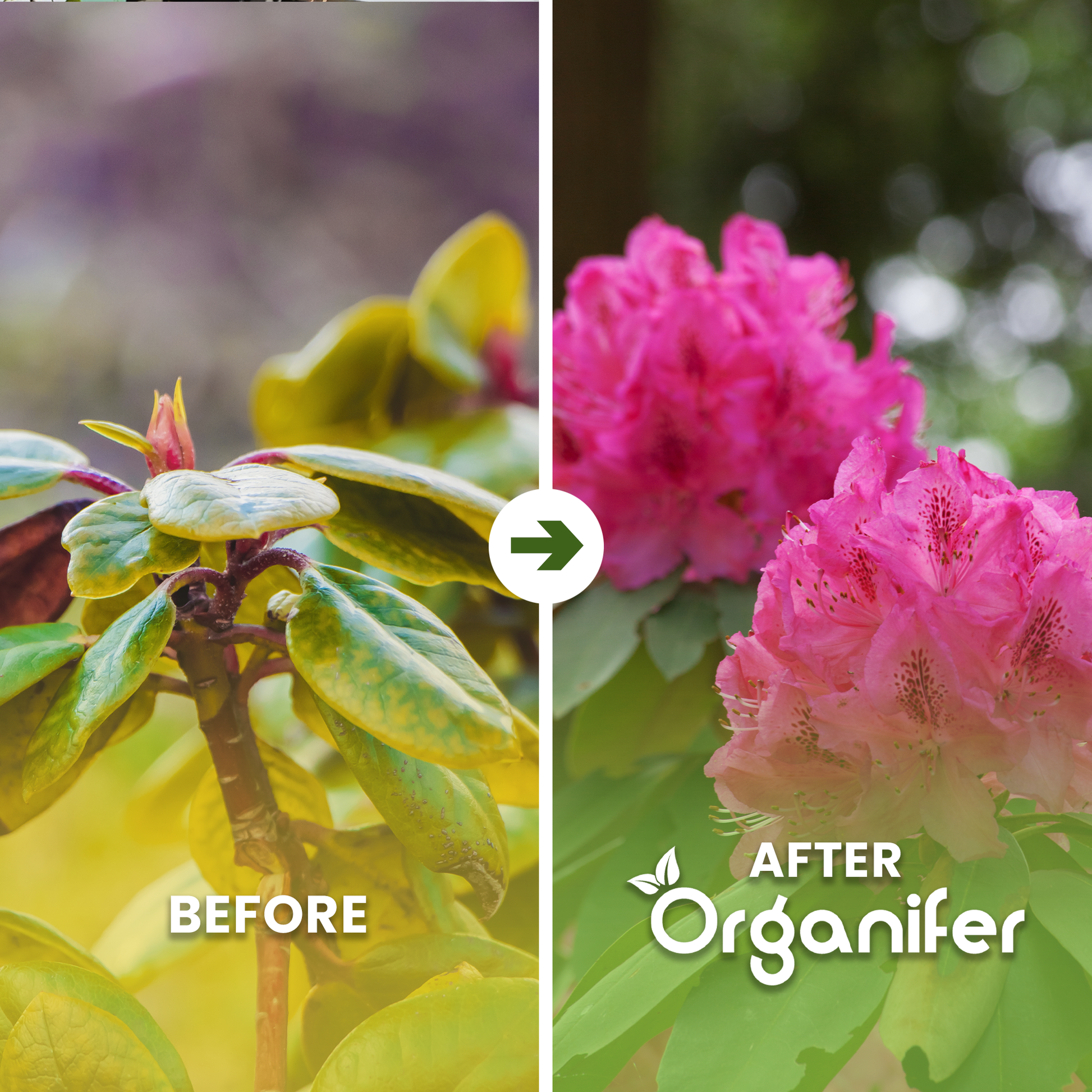 organifer-rhododendron_before_after