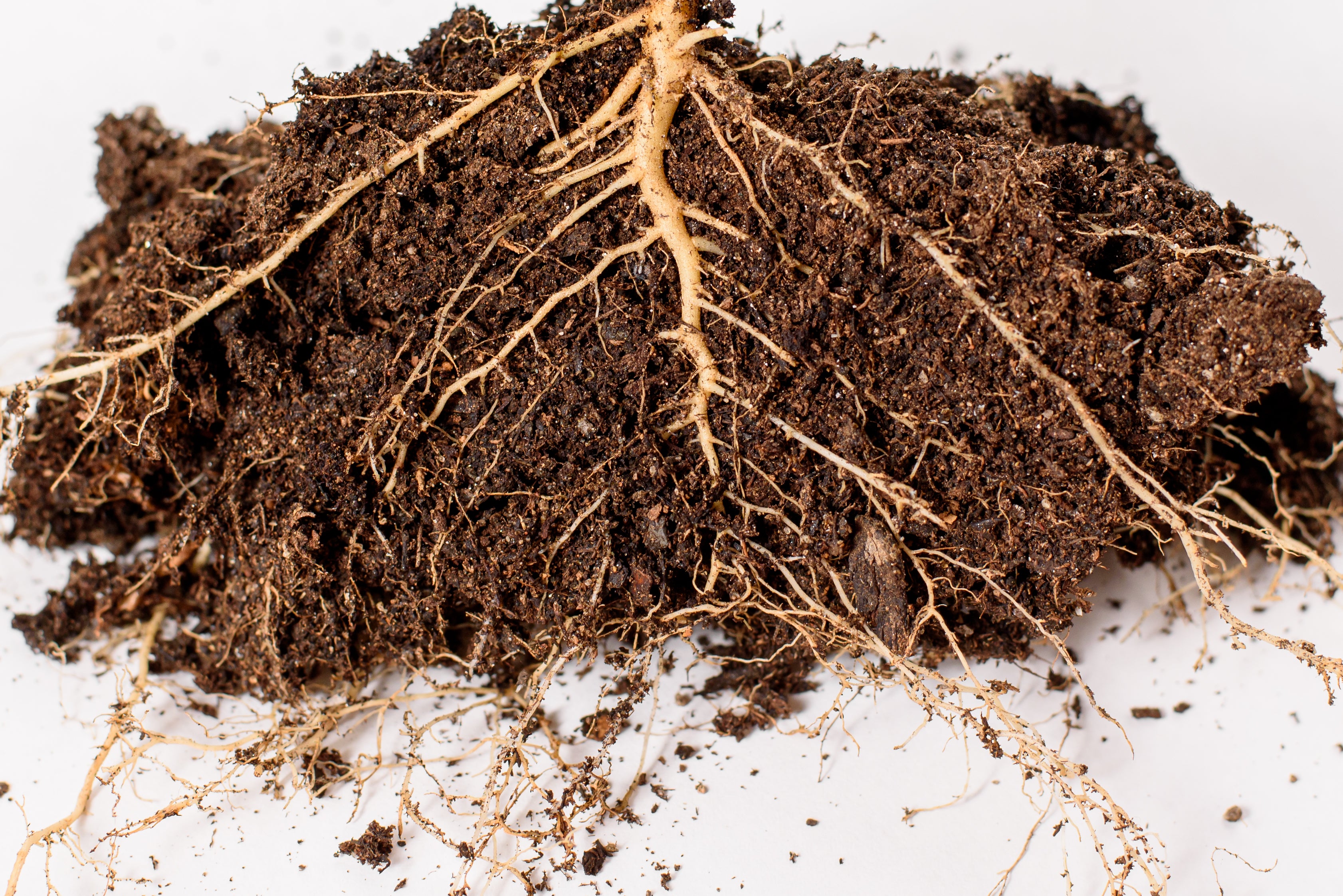 Strong Root Development & Efficient Nutrient Uptake