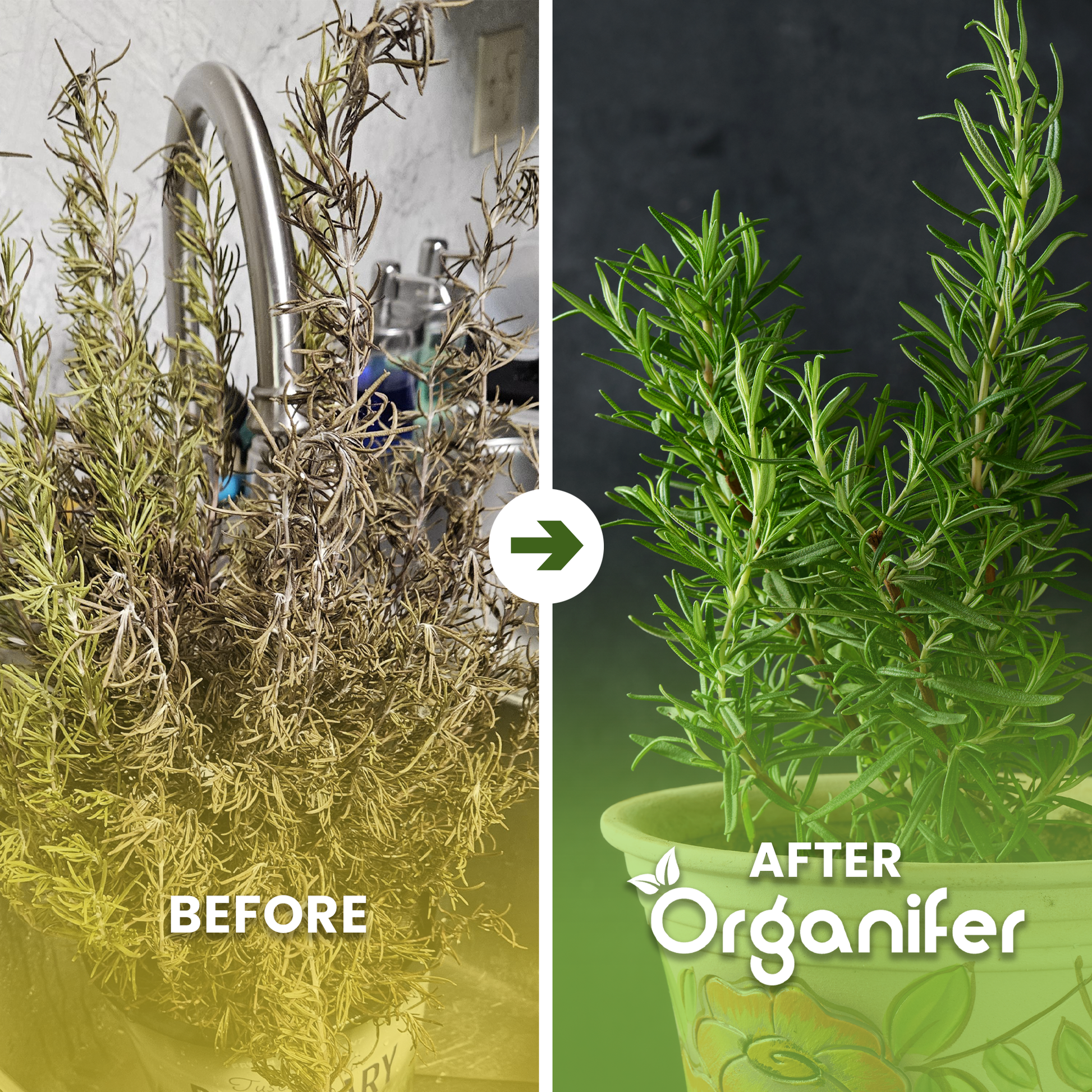 organifer-rosemary-liquid-fertiliser_before_after